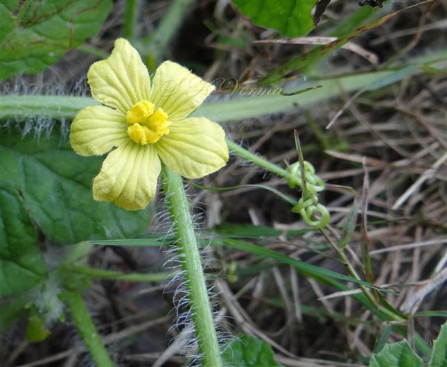  Male Flower